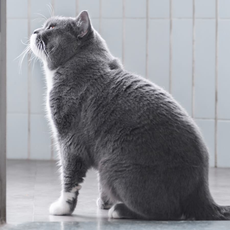 About Surfside Animal Hospital, Oceanside Veterinarian