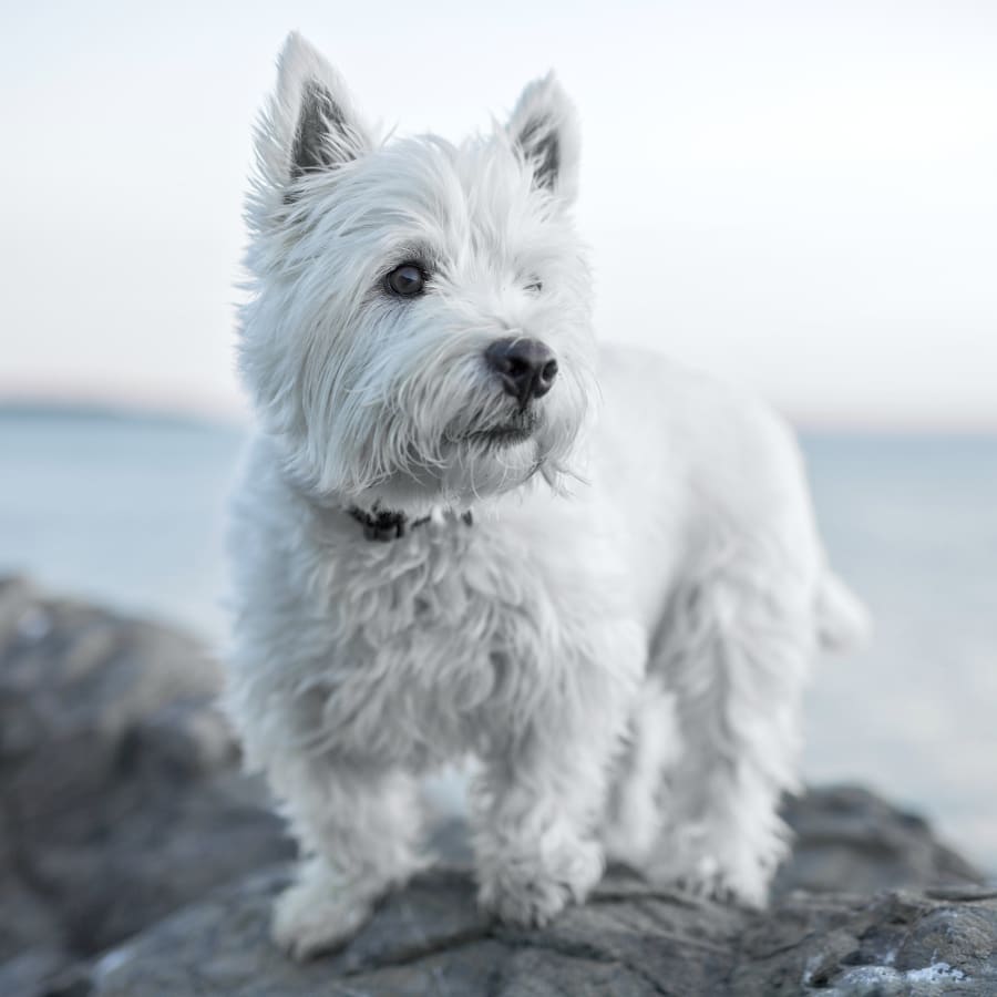 About Surfside Animal Hospital, Oceanside Veterinarian