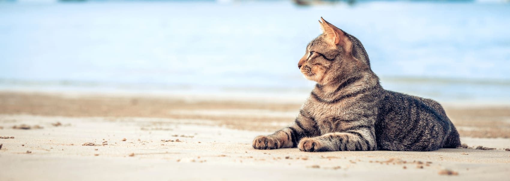Specialty Vets at Surfside Animal Hospital