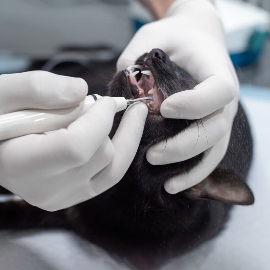 Veterinary Dentistry in Oceanside