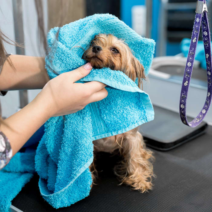 Bathing & Grooming, Oceanside Veterinarians