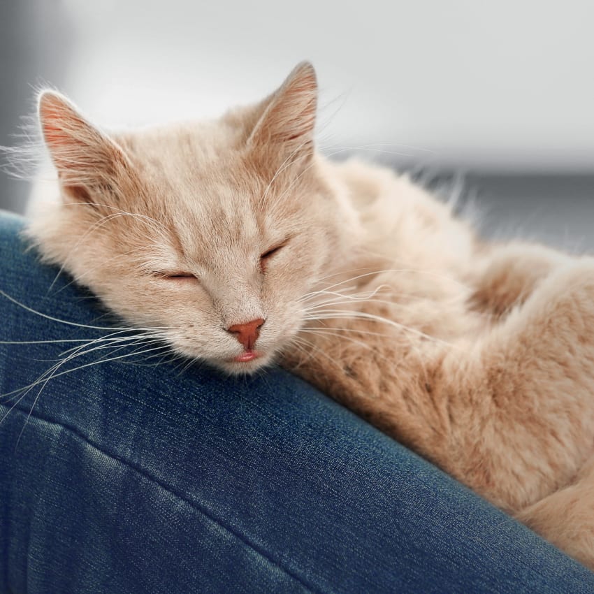 cat resting after surgery in Oceanside